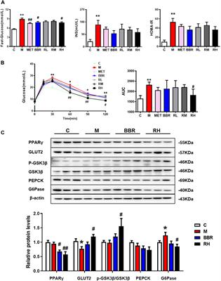 Berberrubine, a Main Metabolite of Berberine, Alleviates Non-Alcoholic Fatty Liver Disease via Modulating Glucose and Lipid Metabolism and Restoring Gut Microbiota